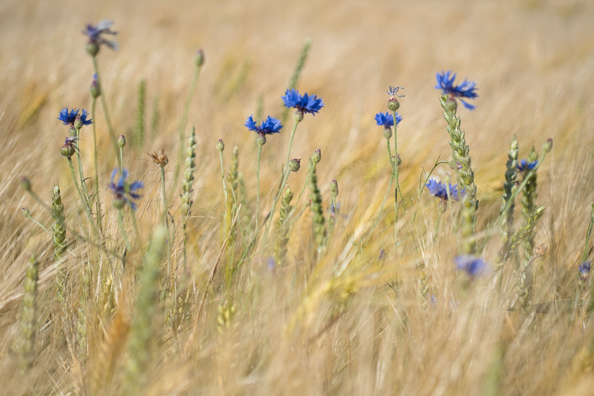 Fleurs de bleuet utilisées pour la lotion nettoyante Natizia